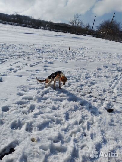 Эстонская гончая