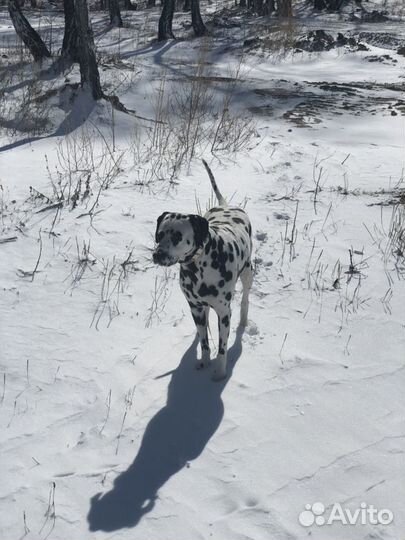 Вязка собаки далматин