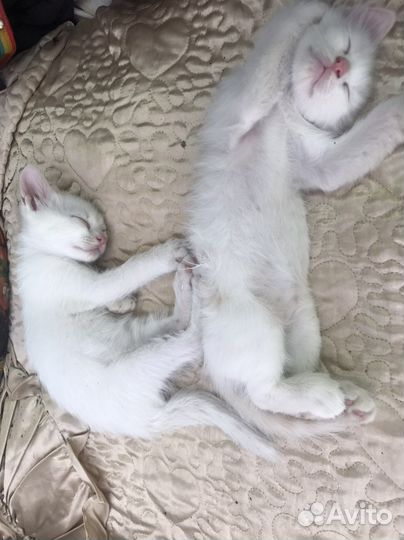 Кошка в дар