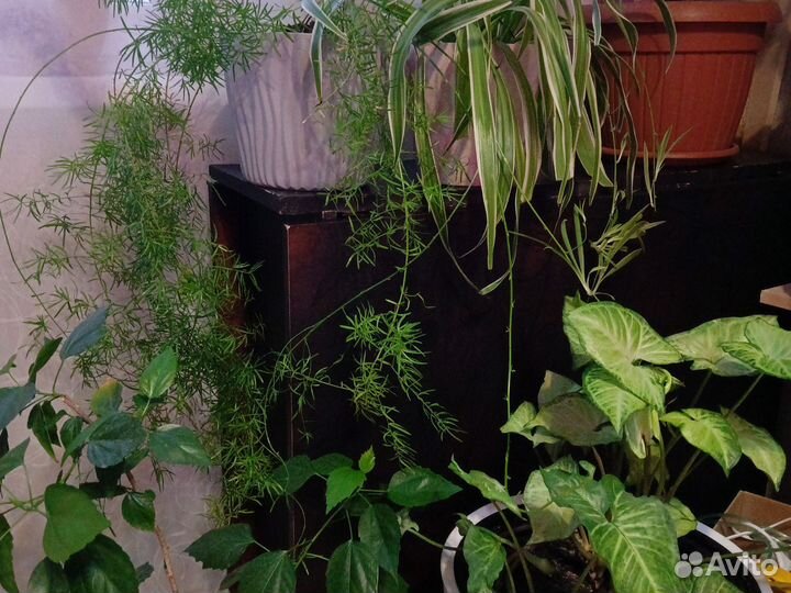 Комнатные растения