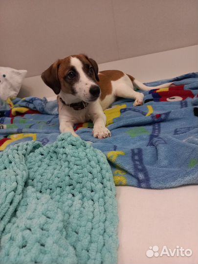 Джек рассел терьер