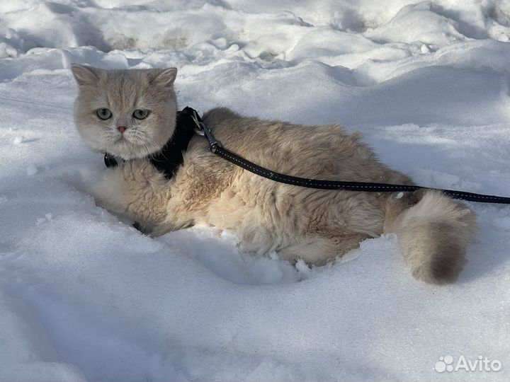 Британский котик