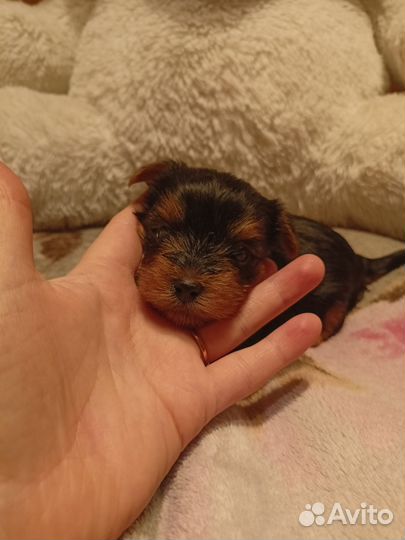 Йоркширский терьер