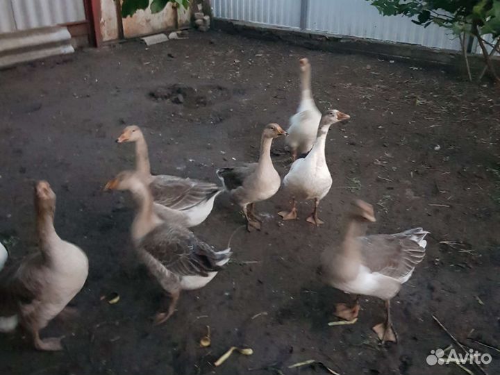 Продаю гусят 7 месяцев
