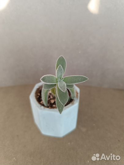 Суккуленты