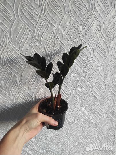 Замиокулькас черный