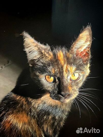 Котята