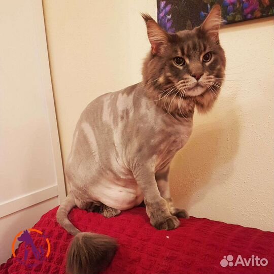 Кастрация котов на дому, стрижка, передержка