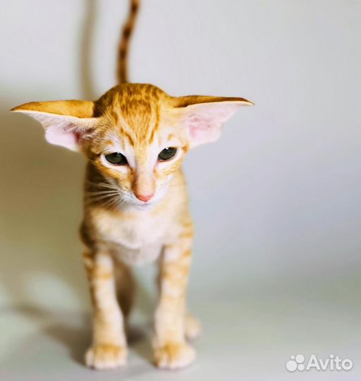 Ориентальные котята экстрим