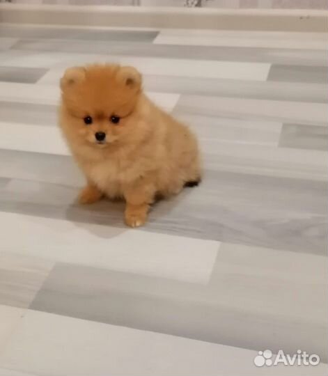 Щенки померанского шпица