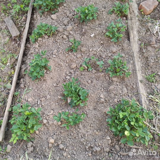 Клубника ремонтантная