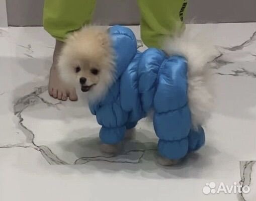 Зимний комбинезон для маленьких собак