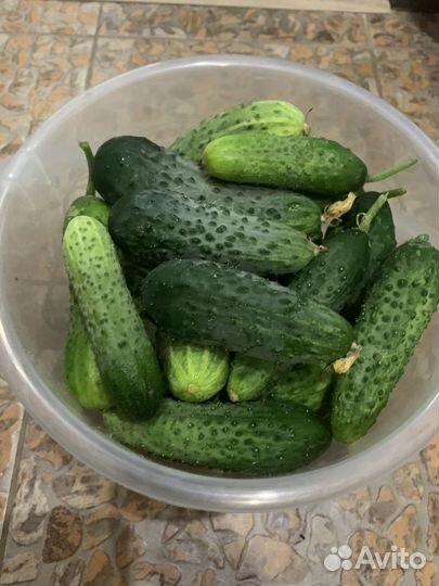 Огурцы с букетом для засолки