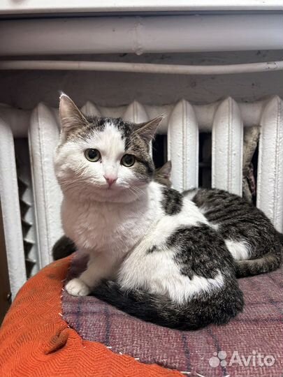 Домашние животные кошки