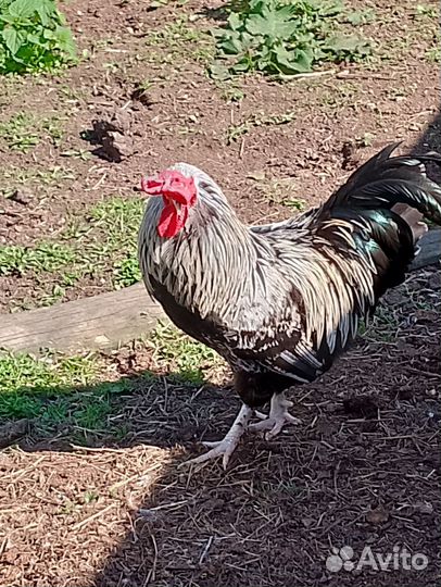 Петухи порода Брама