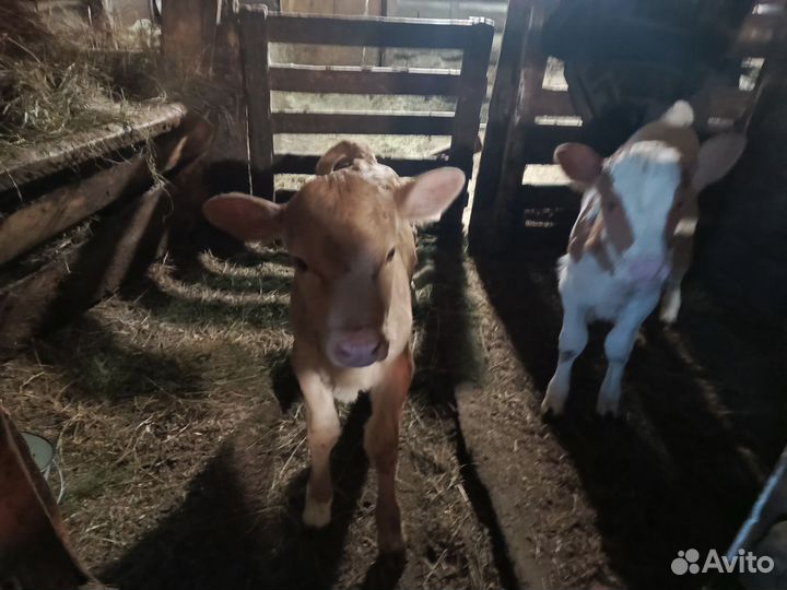 Телята телочки