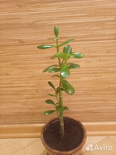 Денежное дерево