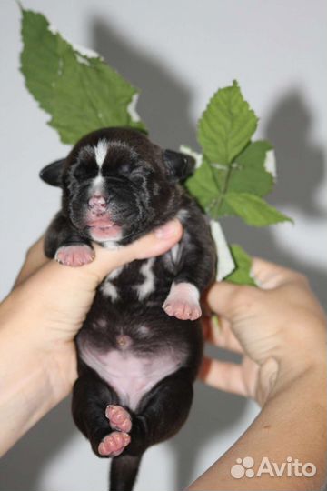 Щенки стаффа, РКФ