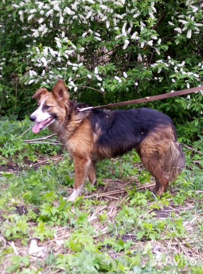 Собака в добрые руки