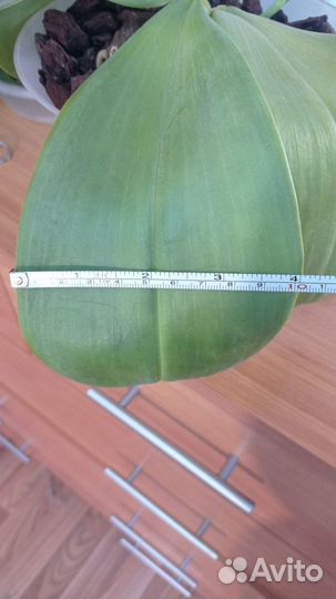 Орхидея Zheng min Jacaranda Yungho