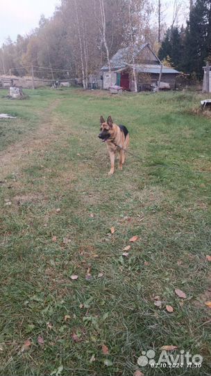 Немецкая овчарка в добрые руки