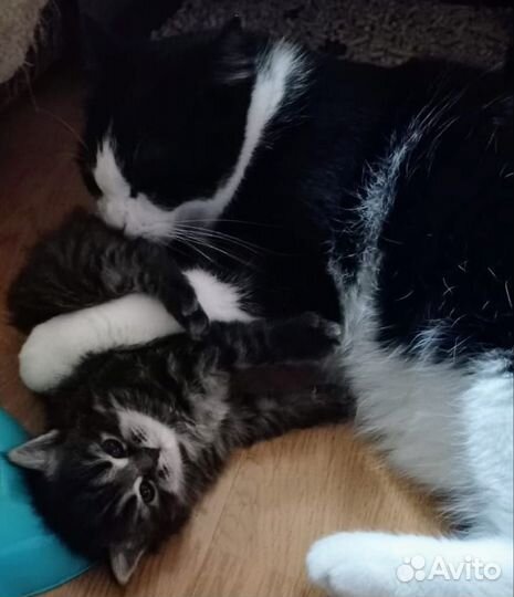 Котята в добрые руки