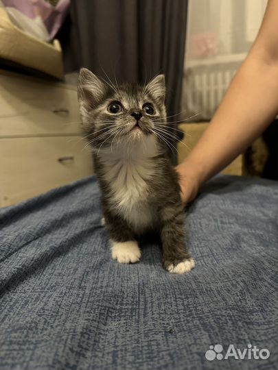 Британские котята