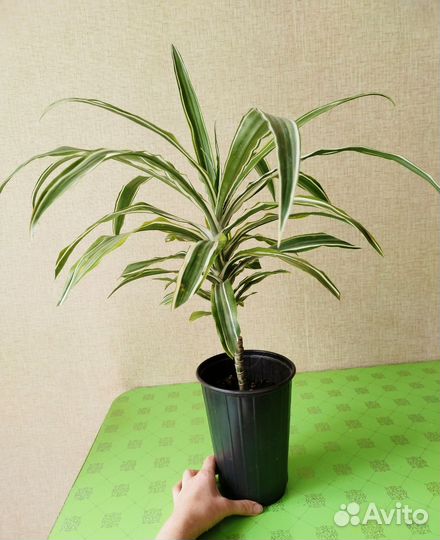 Драцена биколор