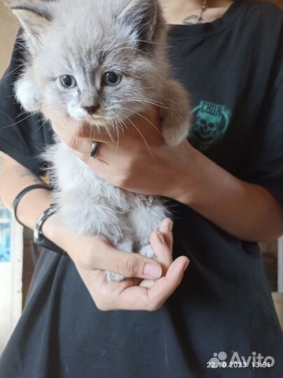 Кошки бесплатно