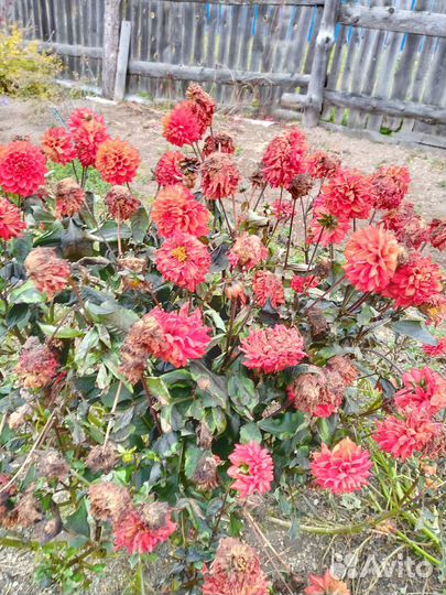 Георгины клубни