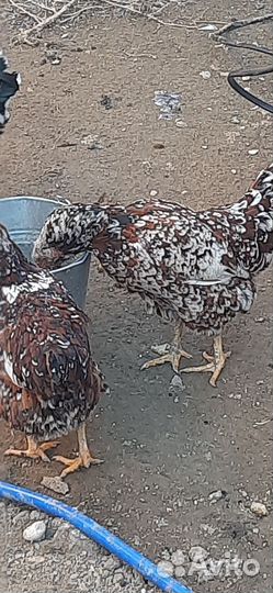 Инкяйцо орловских ситцевых