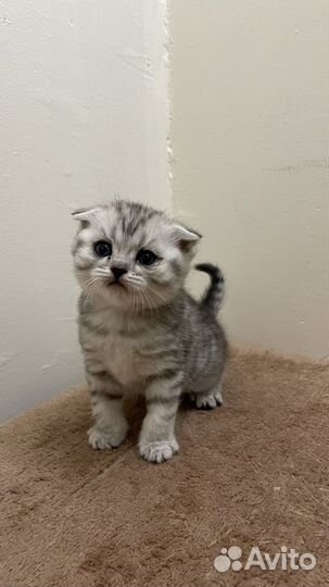 Продажа кошек и котят