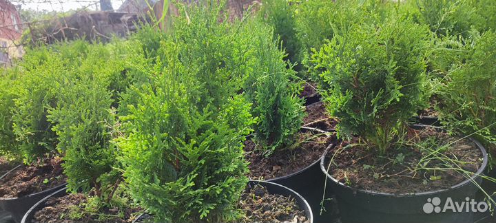 Вечнозеленые растения разные