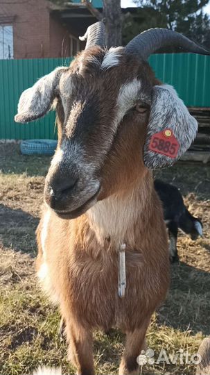 Козы дойные, козлята