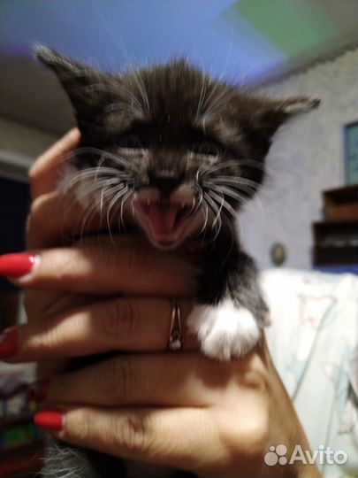 Котенок девочка в добрые руки