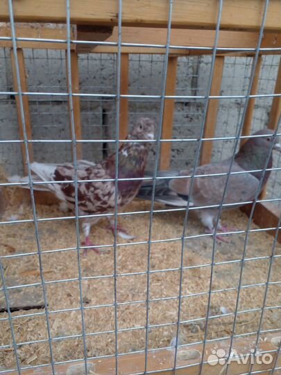 Продам голубей