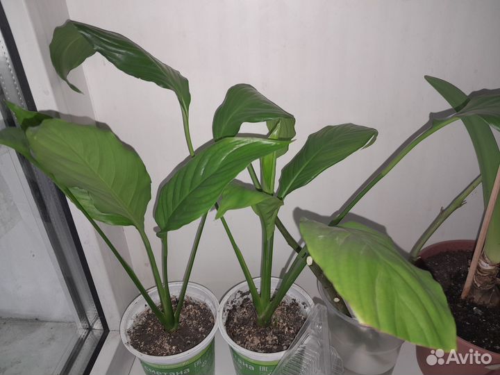 Спатифиллум свит себостьянно