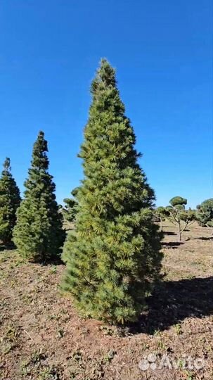 Сосна обыкновенная 196см