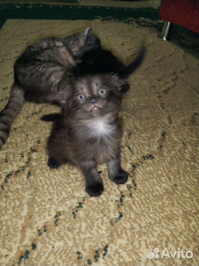 Котята бесплатно