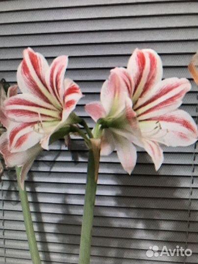 Гиппиаструм