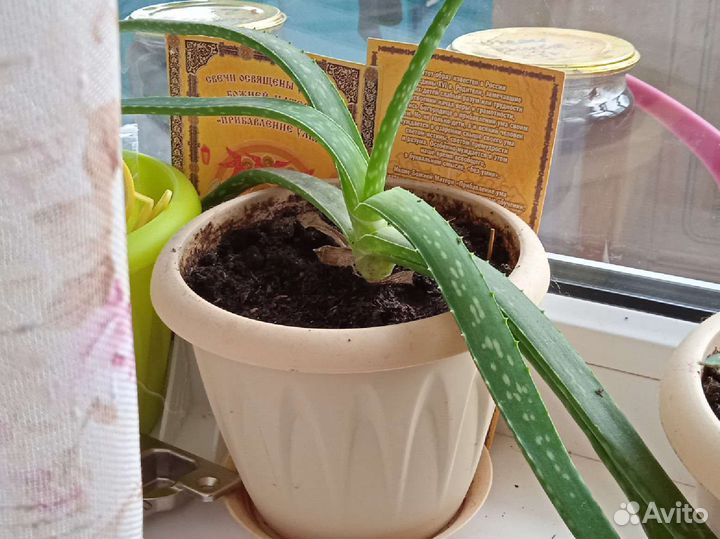 Алоэ вера цветок