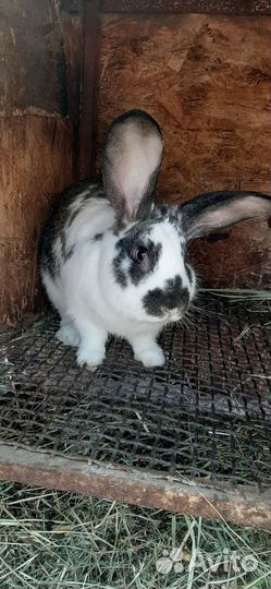 Домашние животные кролики