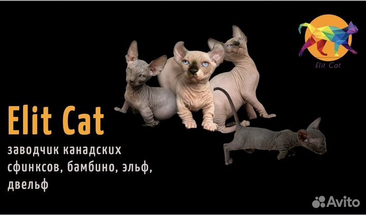 Двельф, бамбино, эльф