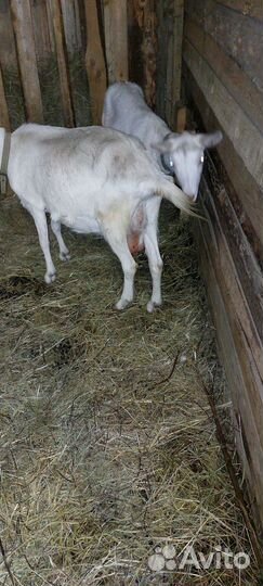 Коза дойная