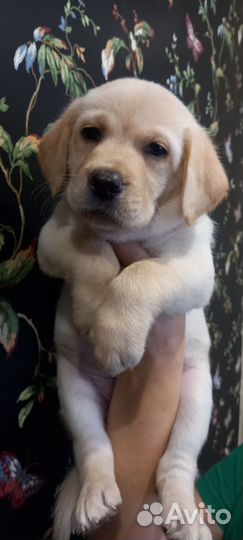 Лабрадор щенок