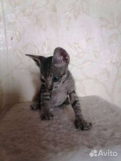 Донской сфинкс велюр котята