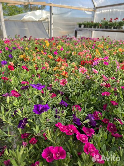 Рассада овощных и цветочных культур