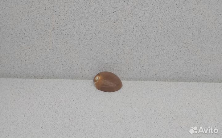 Натика 4,4 морская ракушка раковина