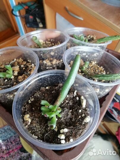 Крассула толстянка