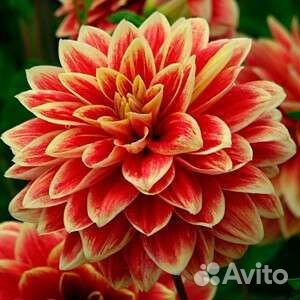 Цветы георгины